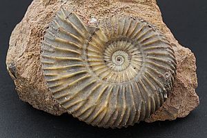 Ammoniten 3537